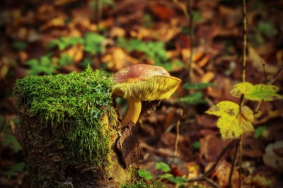 Baum mit Pilz